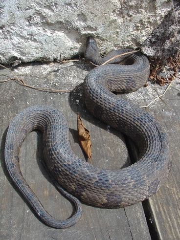 photo of brown water snake