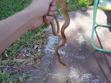 photo of corn snake and yellow rat mix