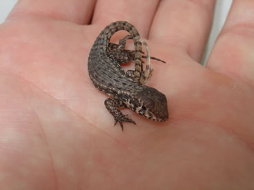 photo of curly tailed lizard