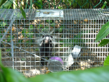 photo of e spotted skunk