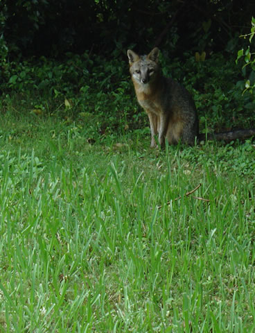 photo of fox in yard