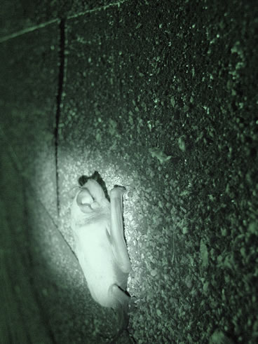 photo of free tail bat