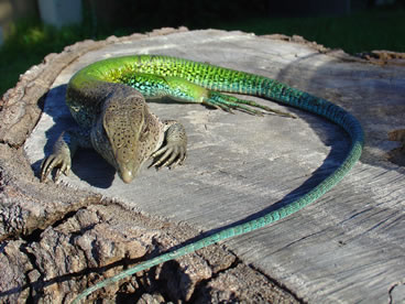 photo of green ameiva 