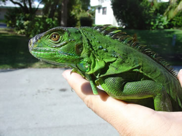 photo of green iguana