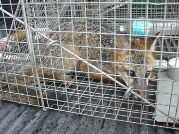 photo of grey fox