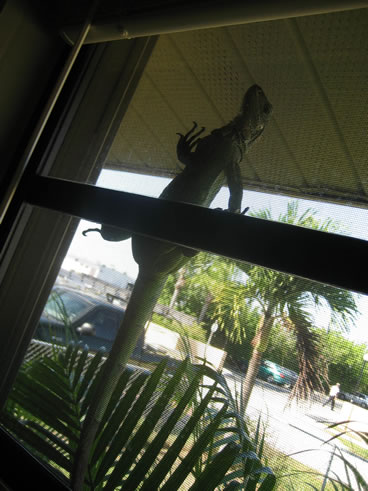 photo of iguana on window