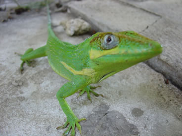 photo of knight anole