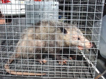 photo of opossum