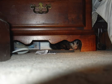 photo of opossum under nightstand