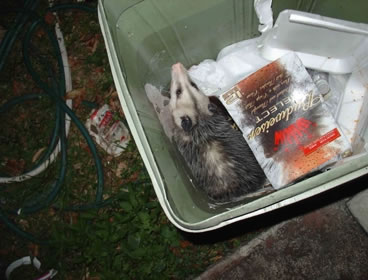 photo of party possum