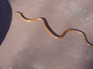 photo of rat snake
