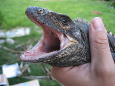 photo of spiny tail iguana