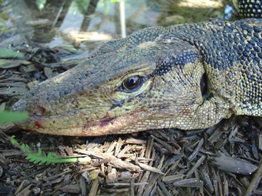 photo of water monitor