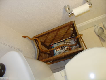 photo of yellow rat snake bathroom