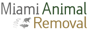 Miami Animal Removal home page